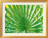 Palm Leaf