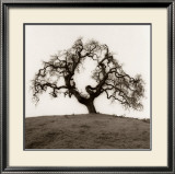 Hillside Oak Tree