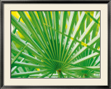 Palm Leaf