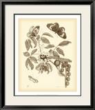 Nature Study in Sepia II