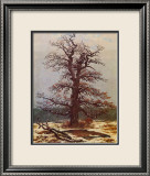 Oak in the Snow