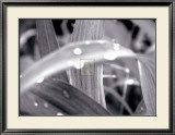 After the Rain II