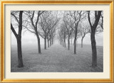 Tunnel of Trees