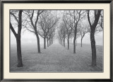 Tunnel of Trees