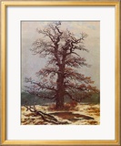 Oak in the Snow