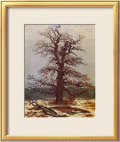 Oak in the Snow