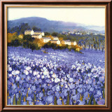 Champs D'Iris  Provence