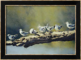 Out on a Limb  White Winged Terns