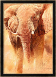 Elephant Study