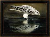 Drinking Falcon