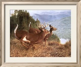 Running Deer
