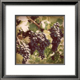 Vintage Grape Vines I