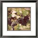 Vintage Grape Vines II