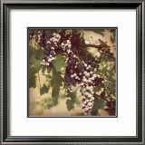 Vintage Grape Vines IV