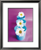Marguerites