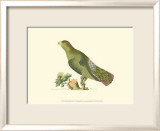 Purple-Tailed Parakeet