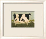 American Cow
