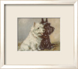 Scotch Terriers