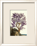 Coral by the Sea V