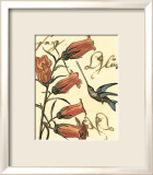 Hummingbird Reverie II