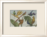 Exotic Bird III