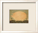 American Pig