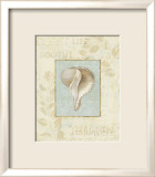 Soothing Words Shells IV