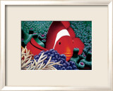 Clown Fish