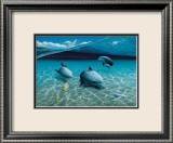 The Chase  Maui Dolphins