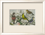 Exotic Bird VI