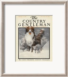 Herding Sheep  c1916
