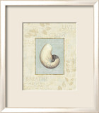 Soothing Words Shells II