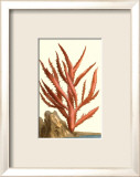 Coral by the Sea III