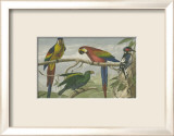 Exotic Bird II