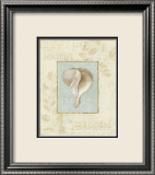 Soothing Words Shells IV