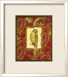 Exotica Parrot