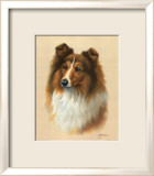 Sheltie