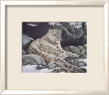 Awake Snow Leopard