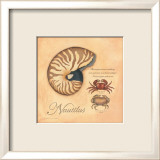 Nautilus