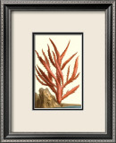 Coral by the Sea III