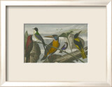 Exotic Bird I