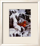 Winter Refuge