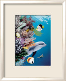 Dolphin's Reef