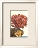 Coral by the Sea IV