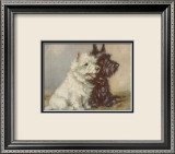 Scotch Terriers