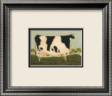American Cow
