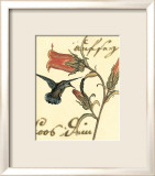 Hummingbird Reverie III