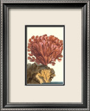 Coral by the Sea IV