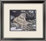 Awake Snow Leopard