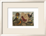 Exotic Bird IV